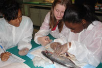 Children dissecting a fish