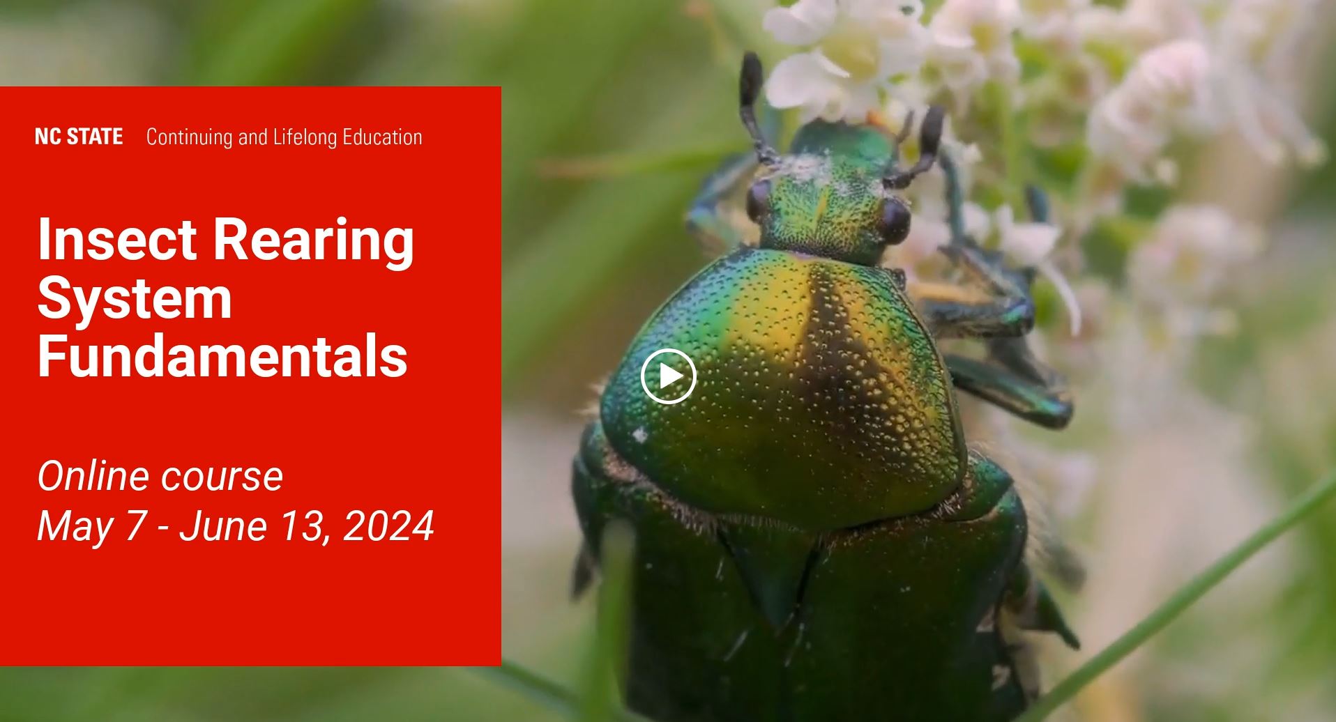 Click to play insect rearing video 