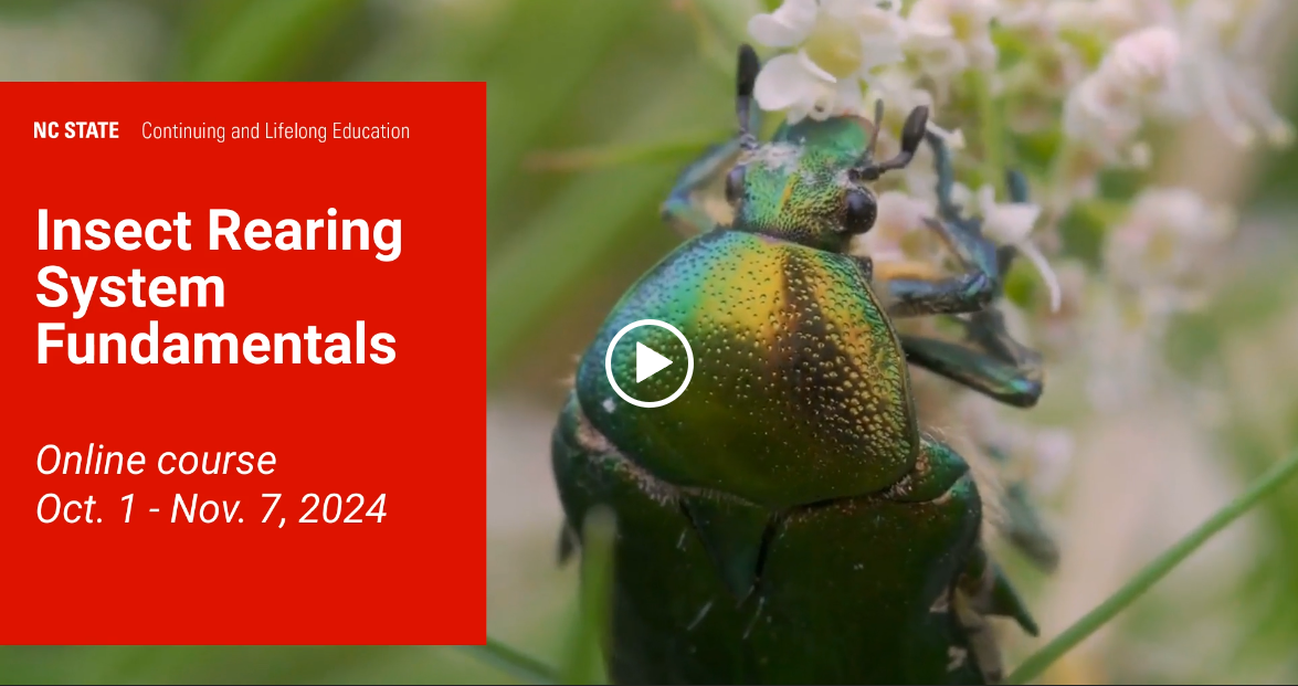 Click to play insect rearing video 